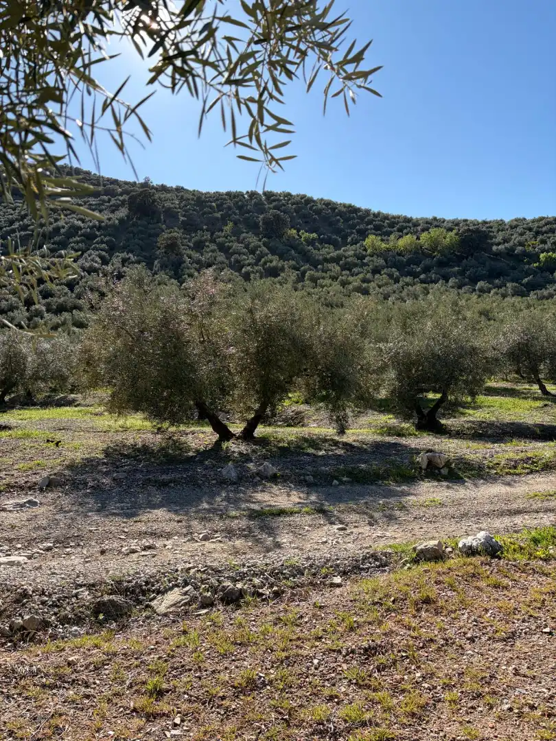 Terreny rústic en venda a Priego de Córdoba, imagen 8