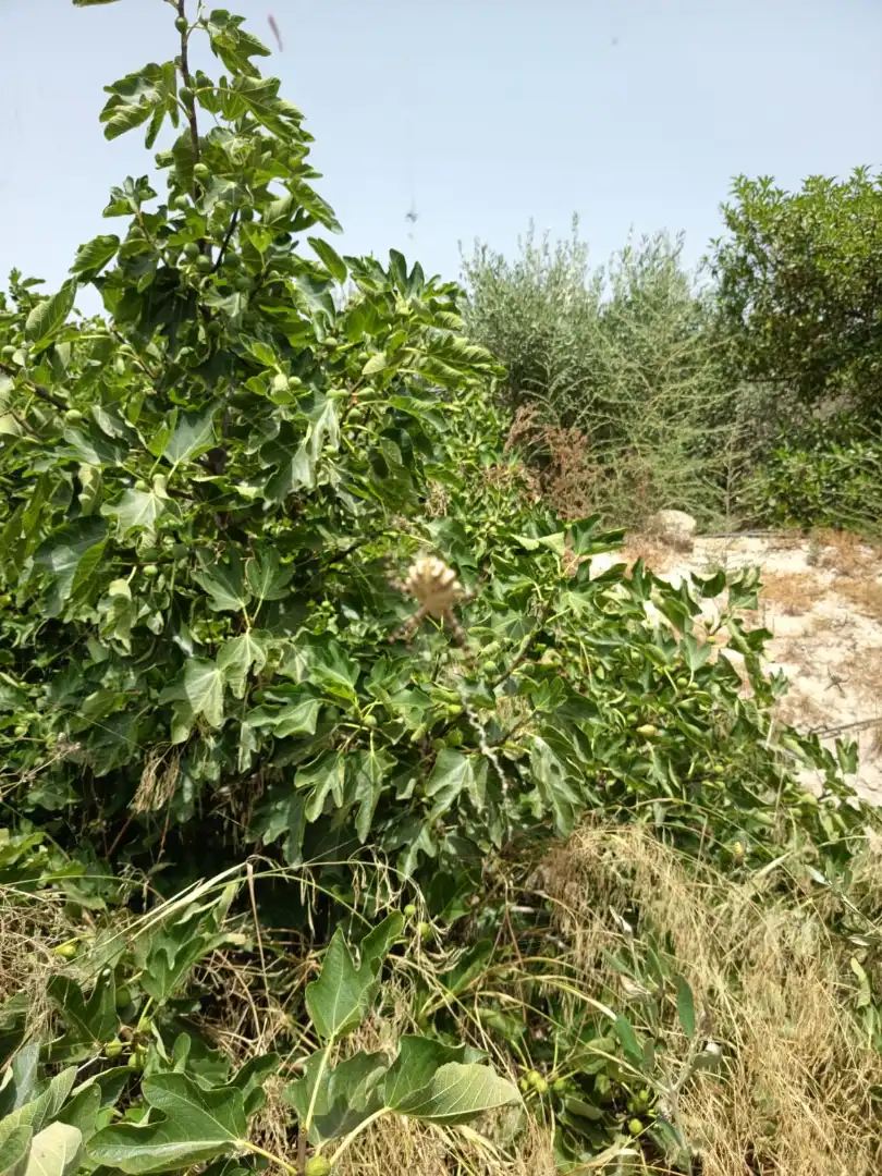 Jardí de Casa o xalet en venda en Alicante / Alacant amb Jardí privat, Terrassa i Piscina