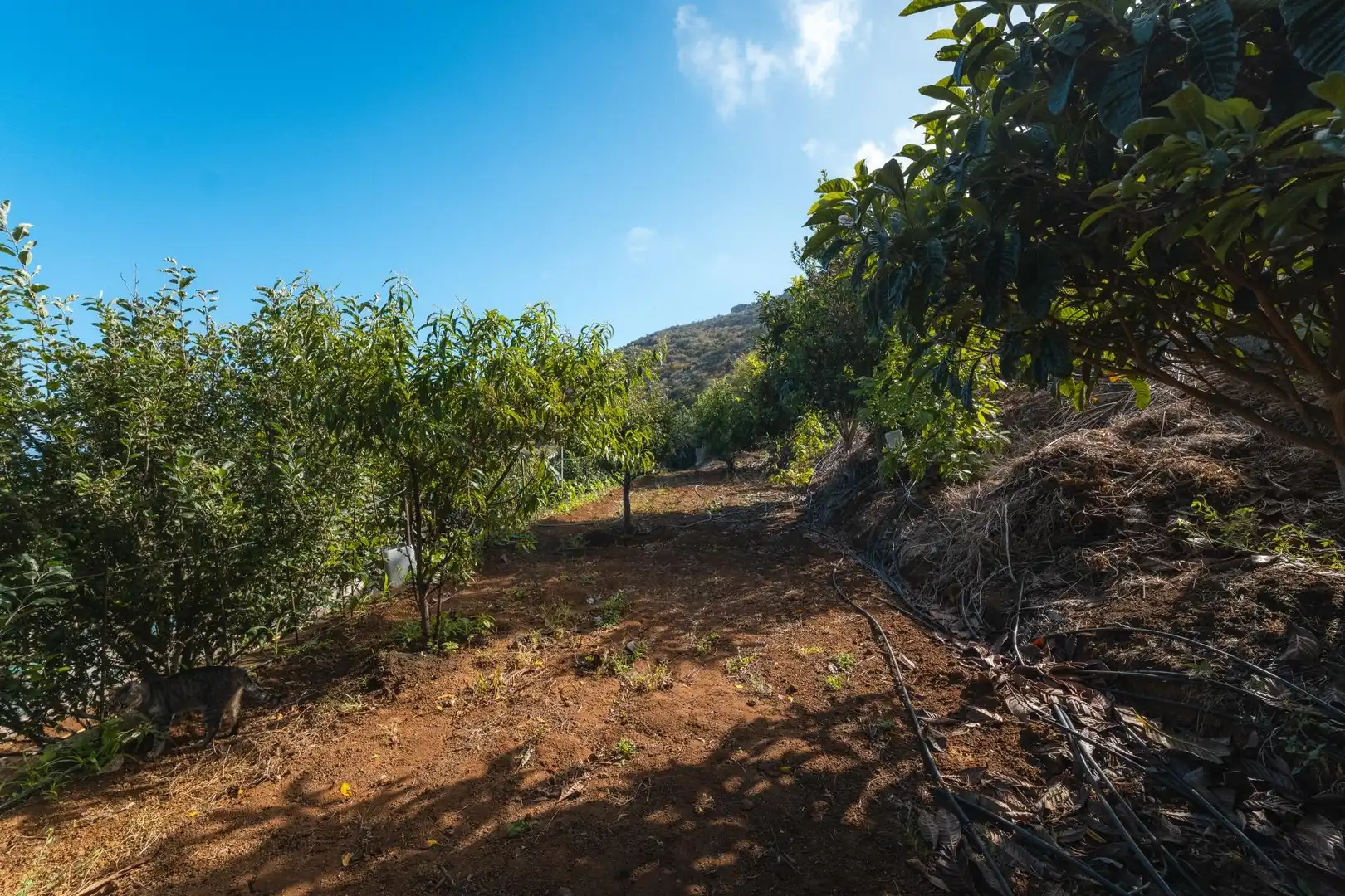 Country homes for sale in El Tanque