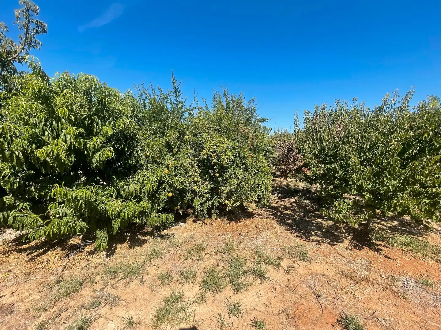 Finca rústica en venta en Muro con Jardín privado, Terraza y Trastero