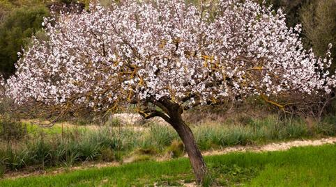 Foto 2 de Apartament en venda a Campanet, Illes Balears