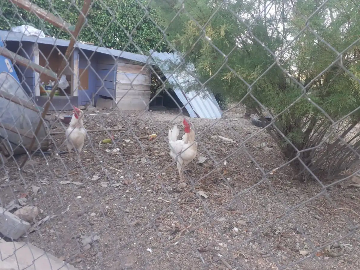 Casa rústica en venda a Valdepeñas, imagen 42