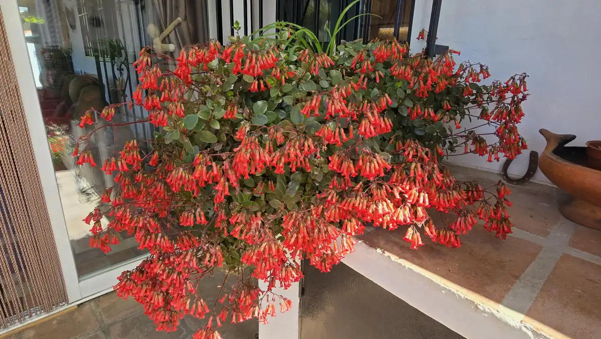 Casa rústica amb jardí en venda a Cómpeta, imagen 14