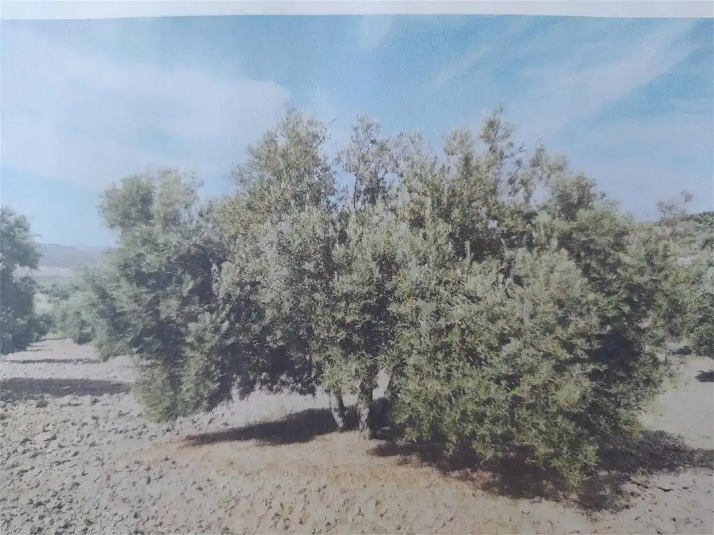 Terreno en venta en Cazalilla