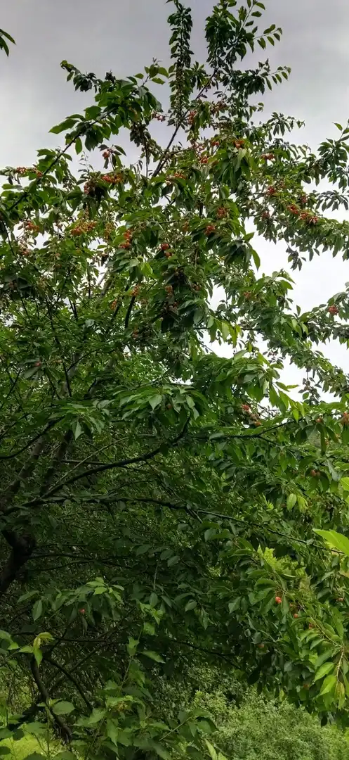 Jardí de Casa o xalet en venda en Pesaguero amb Calefacció, Terrassa i Moblat