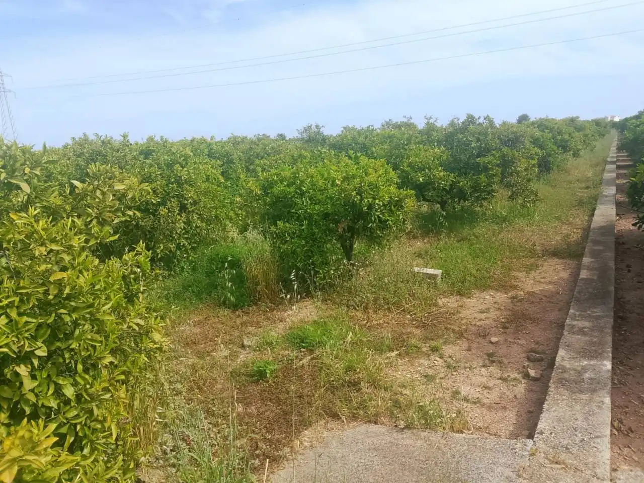 Rural land for sale in Camino Torre de los Pares, imagen 11