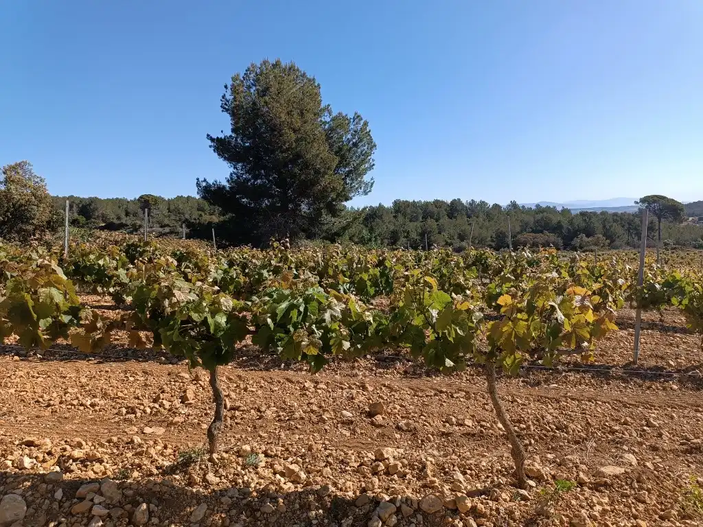 Rustikales Grundstück zum Verkauf in Sant Julià, imagen 2