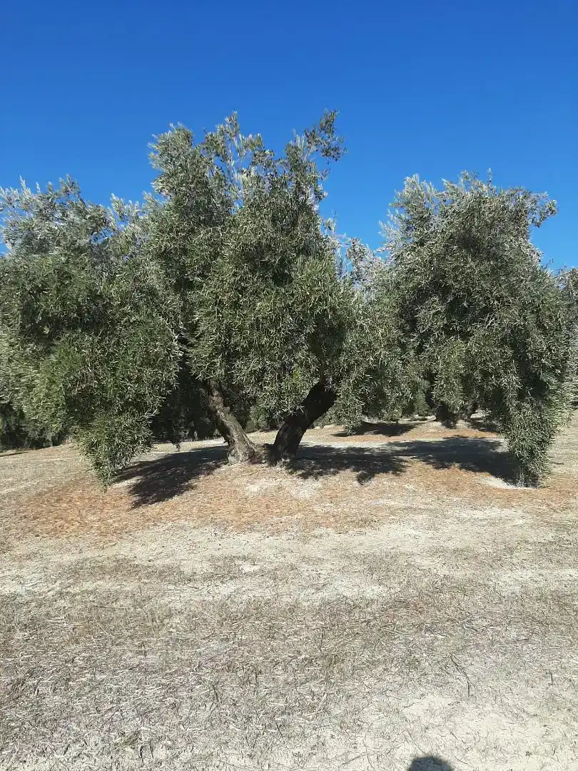 Finca rústica en venda en La Iruela