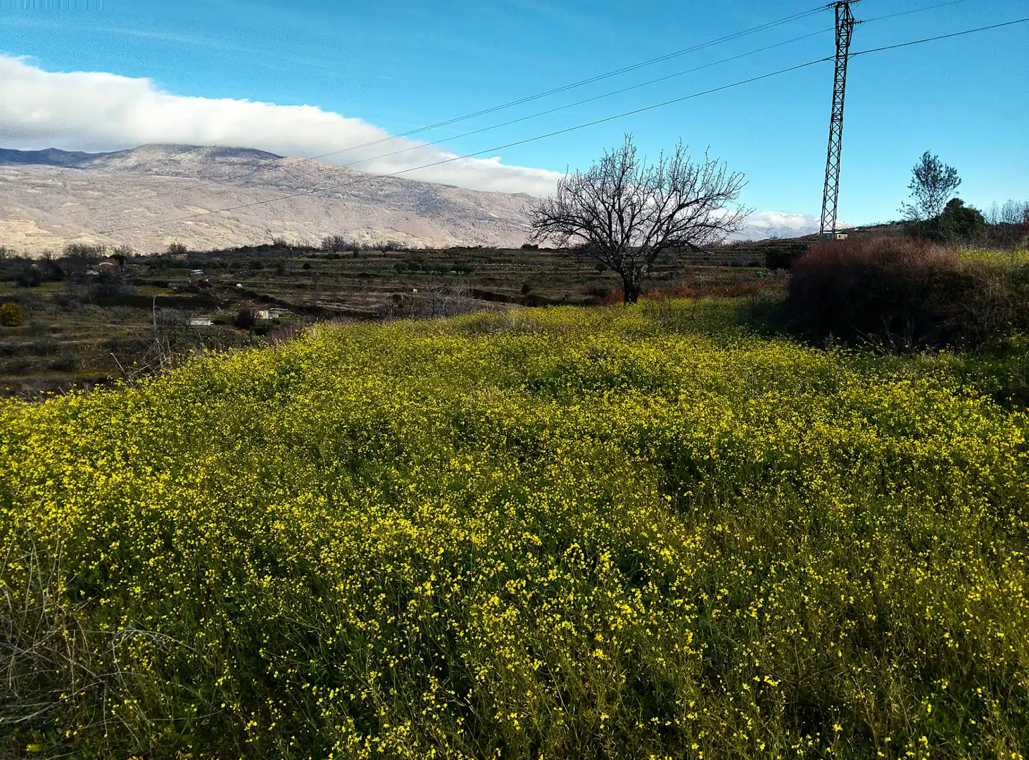 Exterior view of Land for sale in Casas del Castañar