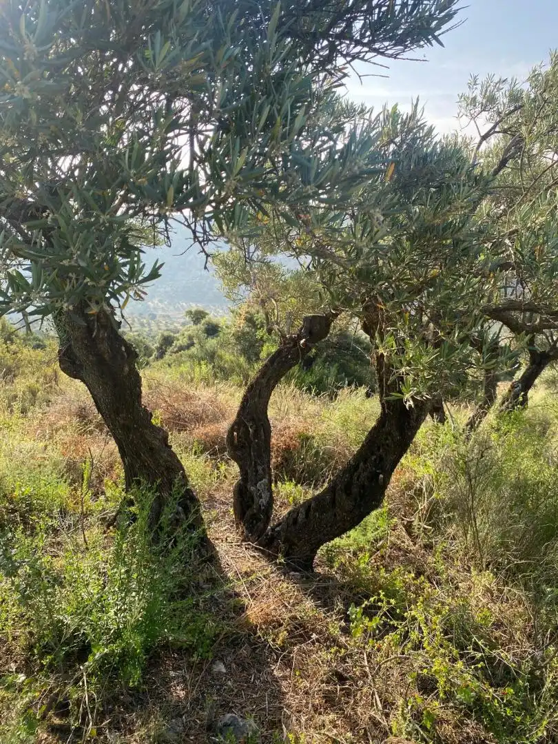 Grundstücke zur Miete in Loranca de Tajuña