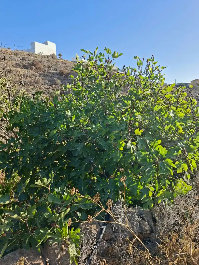 Terreno rustico in vendita a Arico, imagen 6
