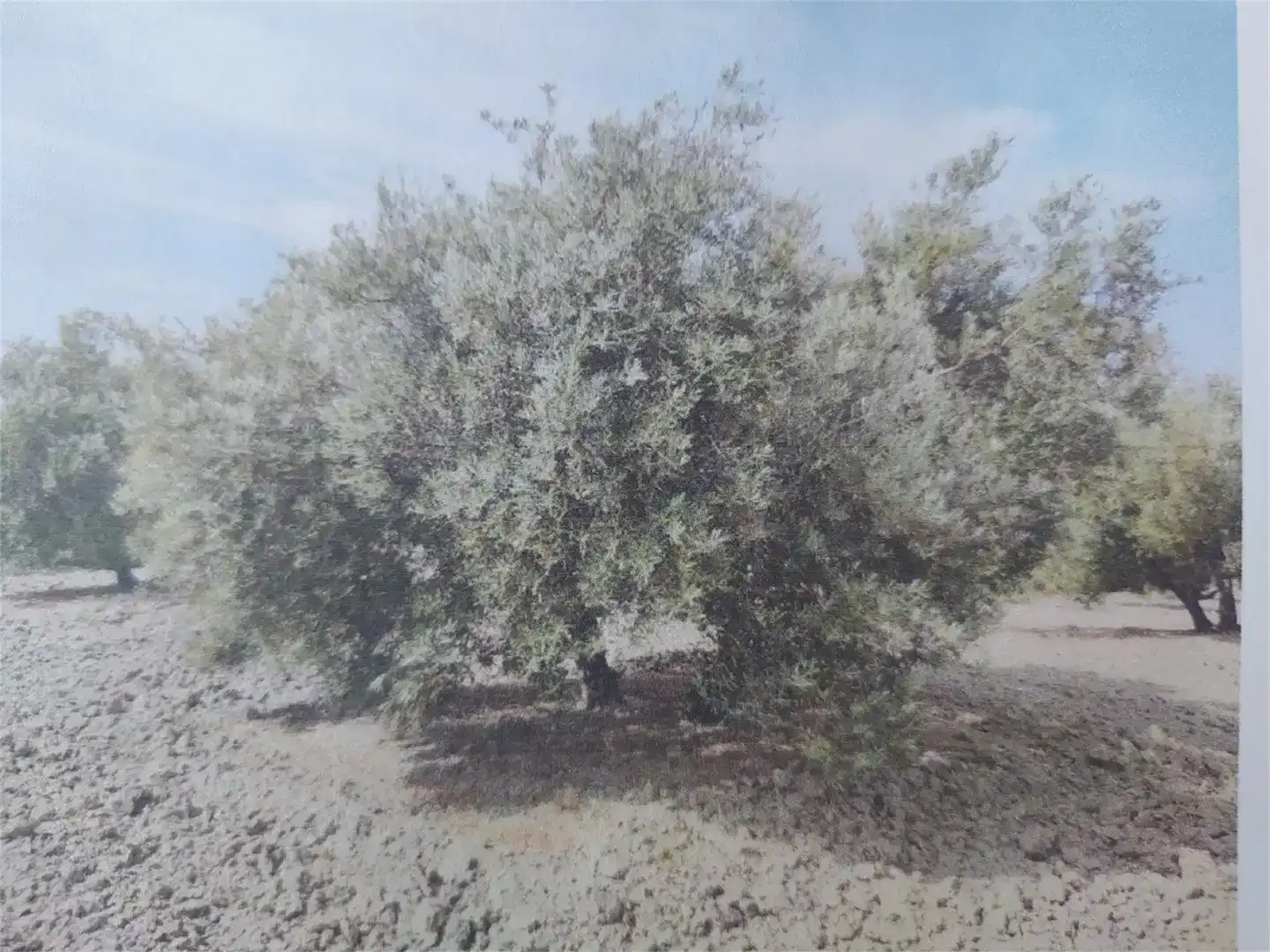 Terreno en venta en Cazalilla
