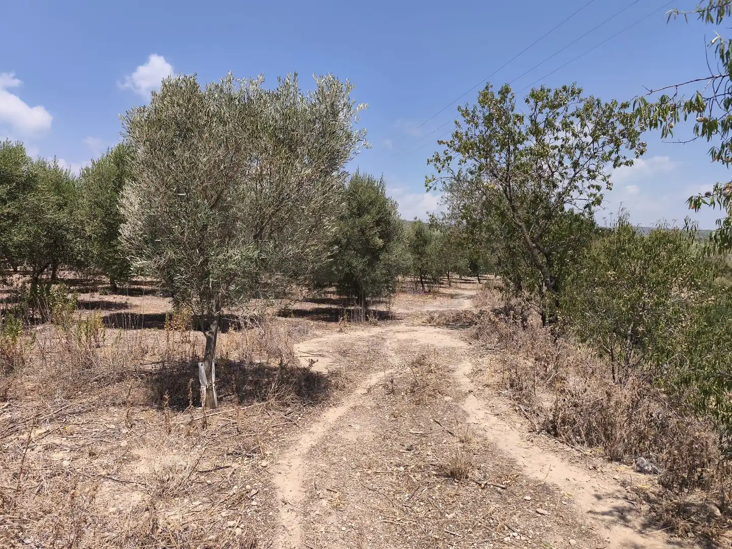 Rustikales Grundstück zum Verkauf in Sant Jaume dels Domenys, imagen 23