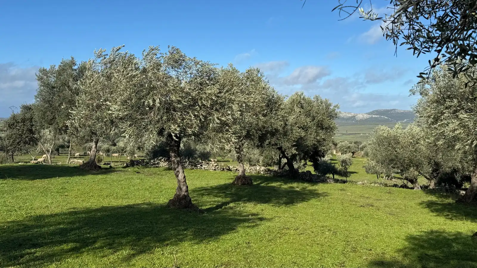 Terreni e lotti in vendita a Valencia de Alcántara, imagen 22