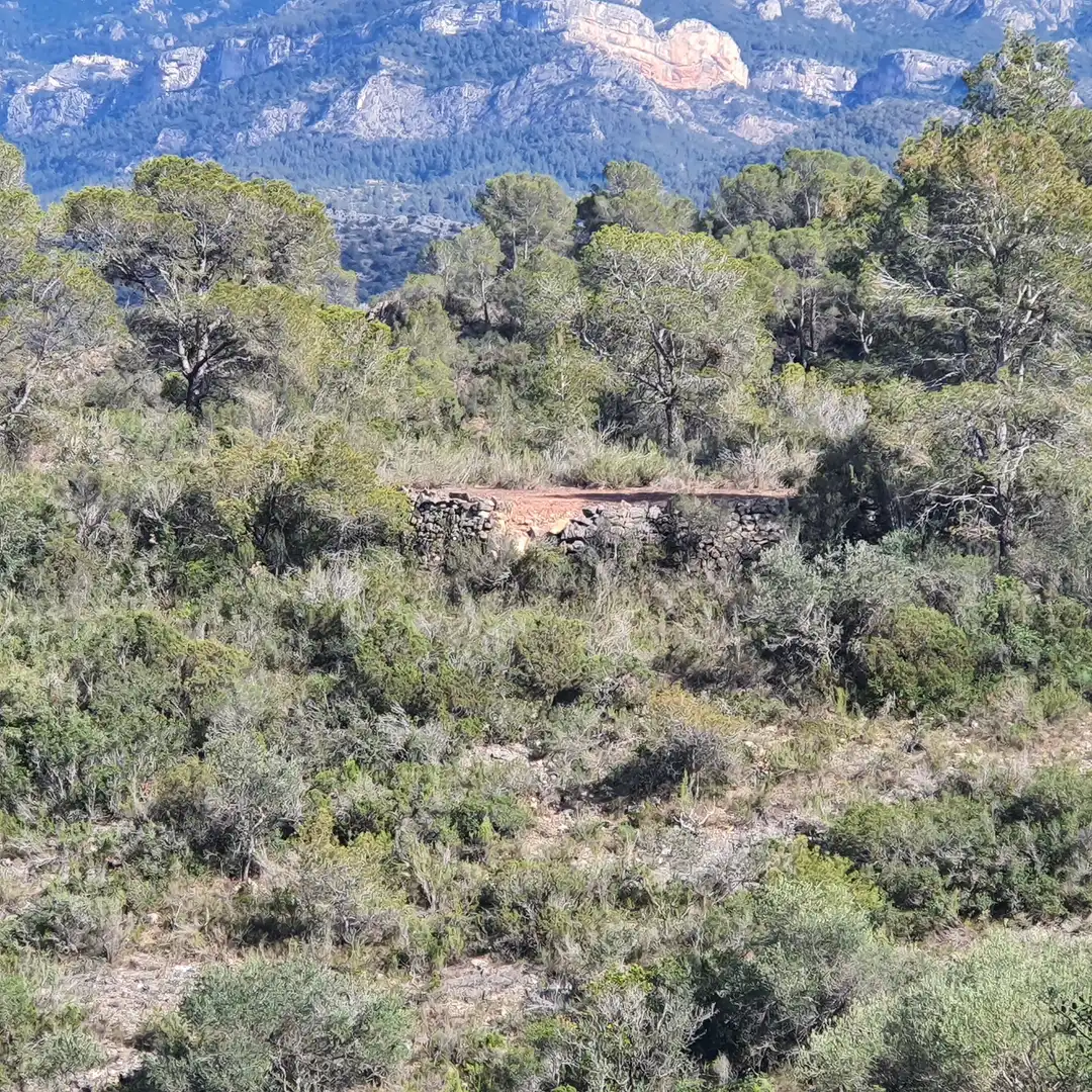 Terrain rustique à vendre à Benifallet, imagen 4