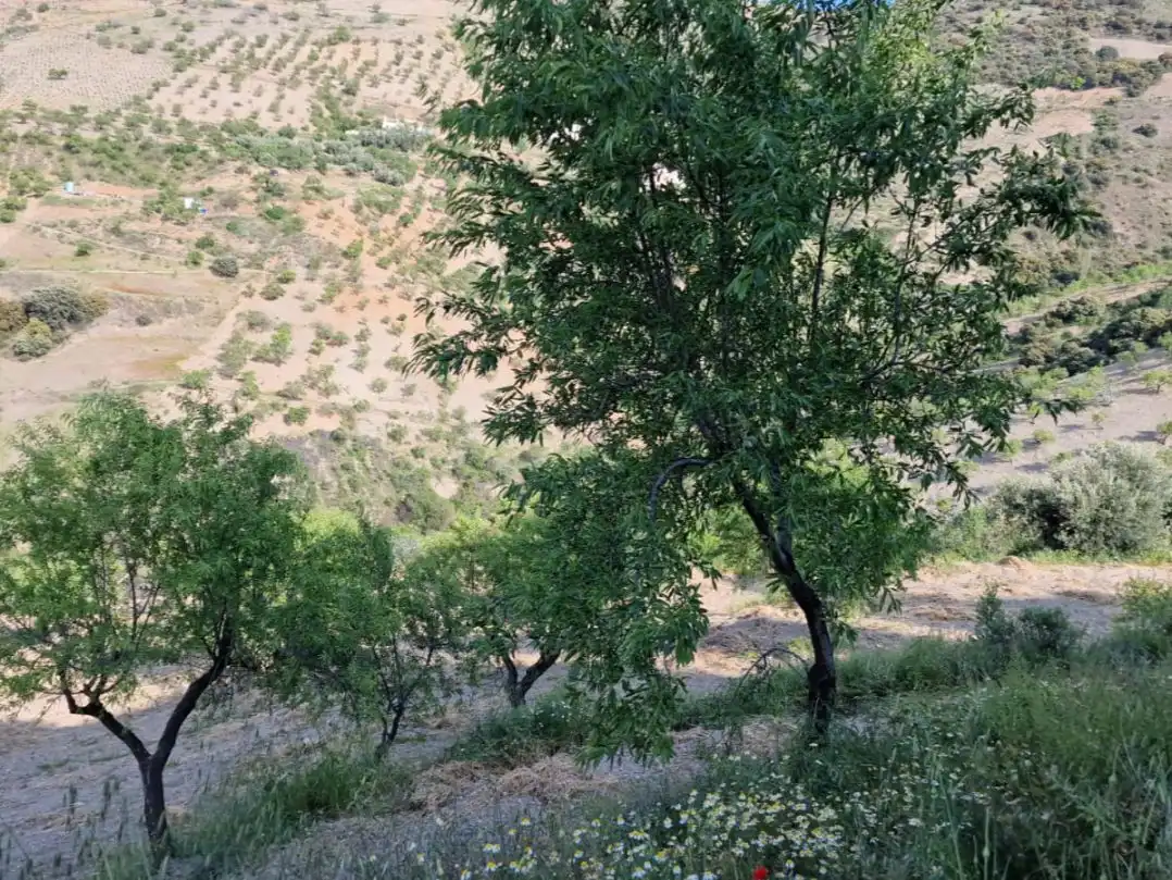 Land for sale in Cástaras
