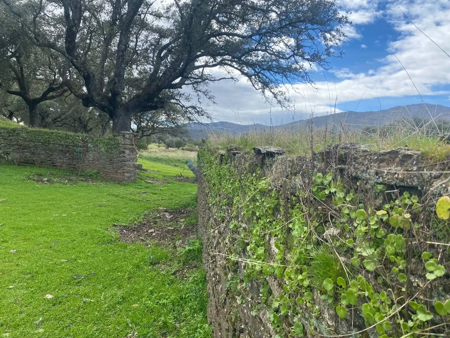 Terreny en venda en Mohedas de la Jara