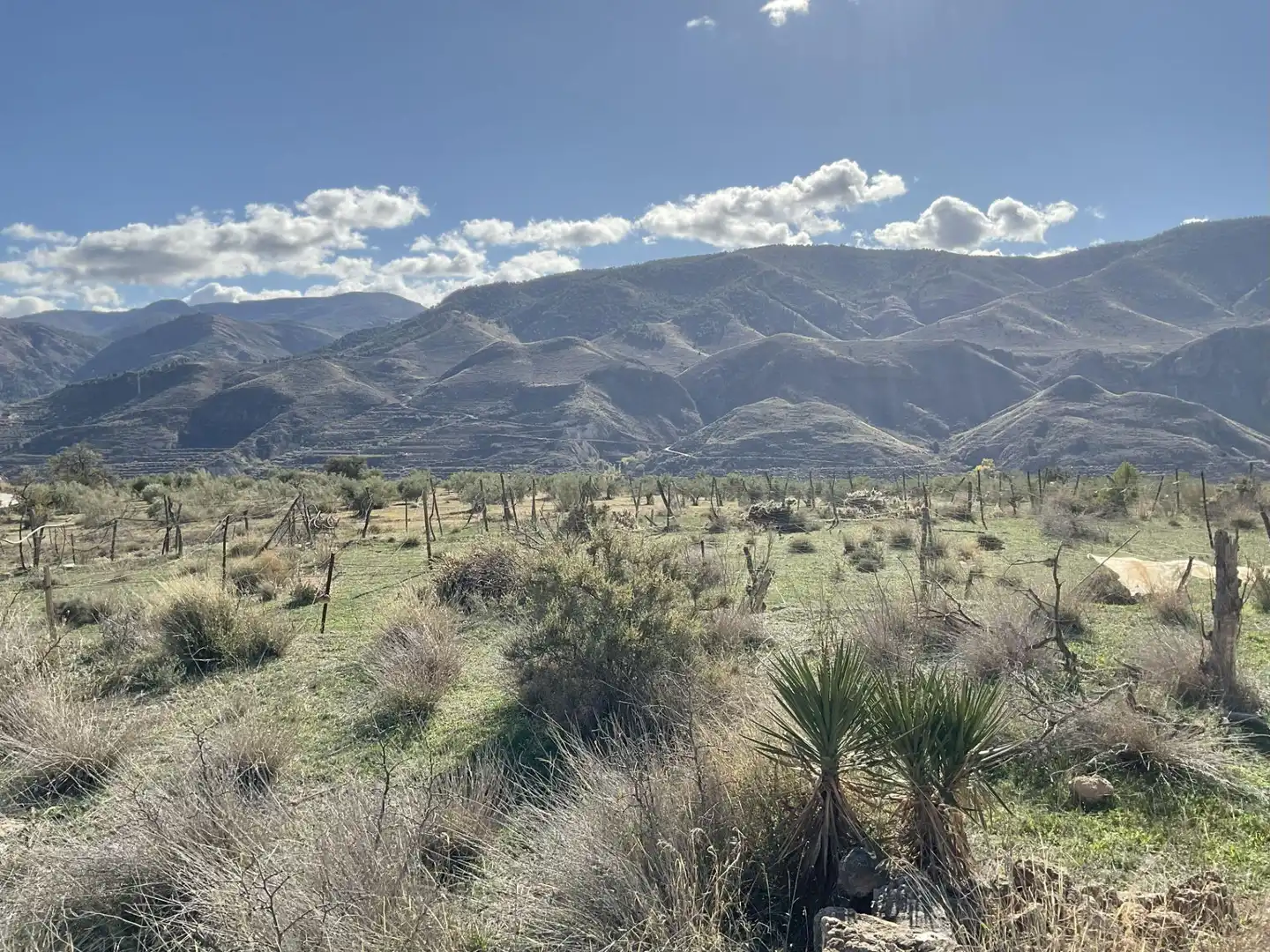 Land for sale in Padules