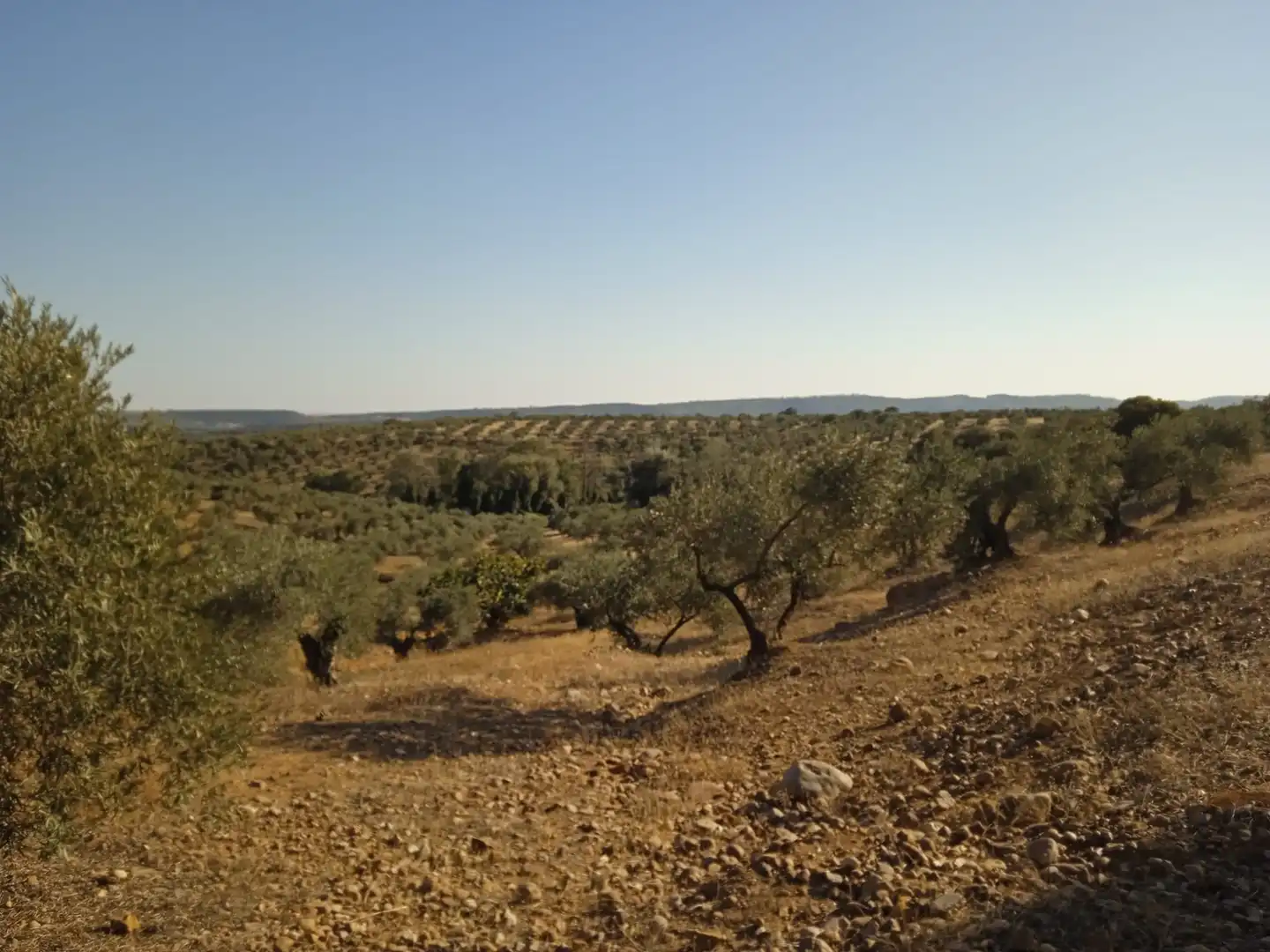 Terrain rustique à vendre à Adamuz, imagen 6