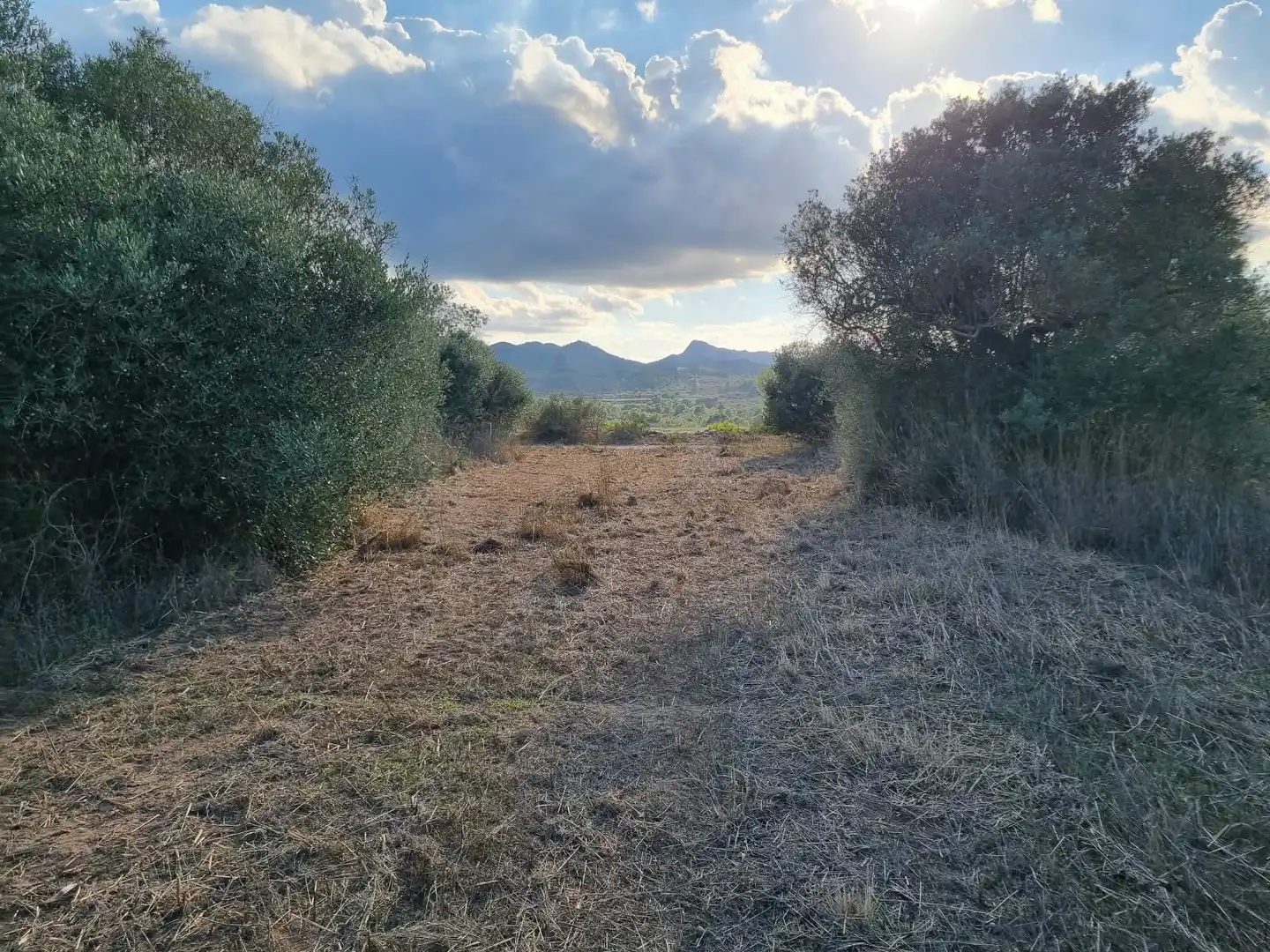 Grundstücke und Bauplätze zum Verkauf in poligono 14 parcela 31 Ginestar, imagen 8