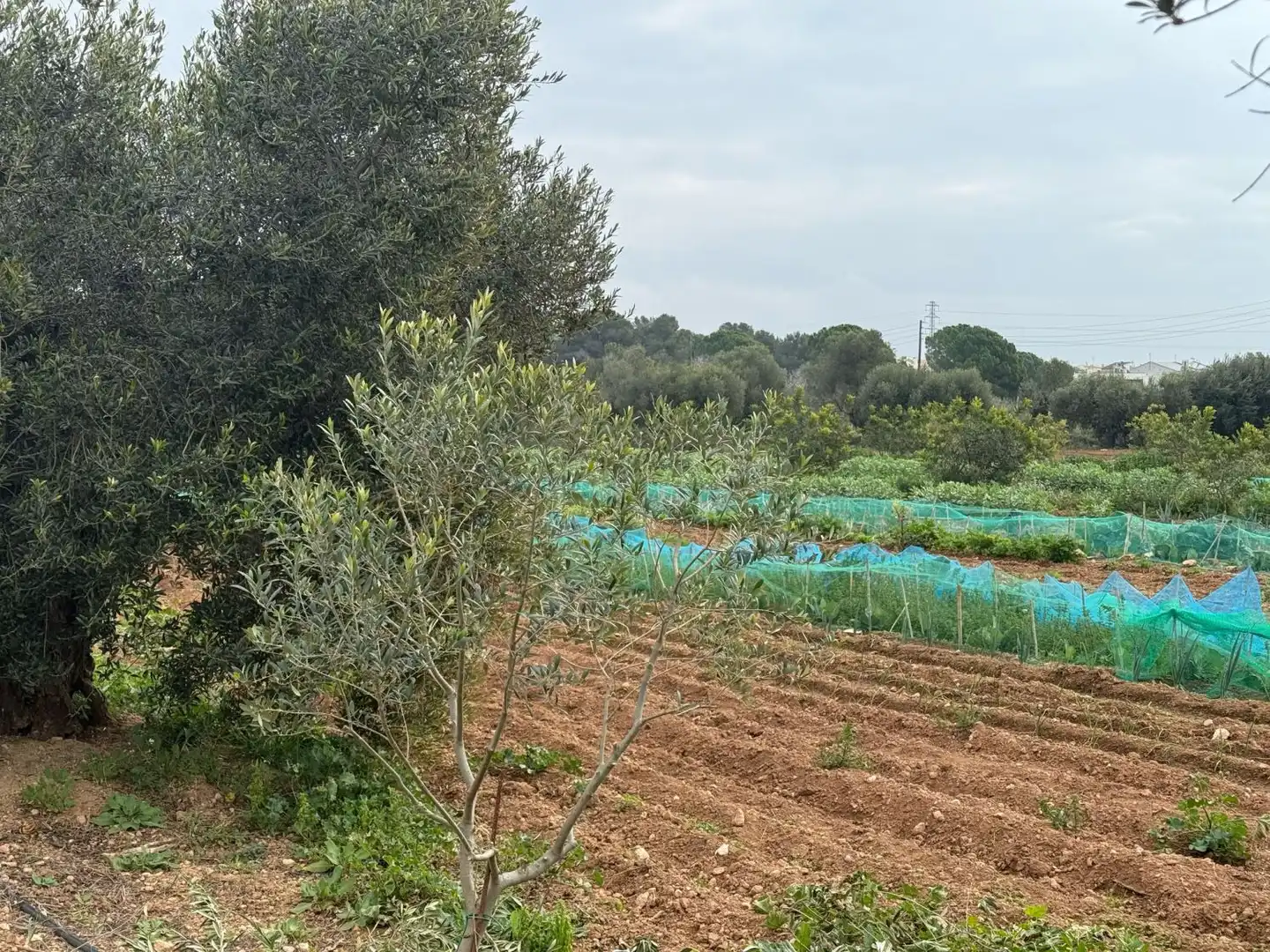 Finca rústica en venda a Altafulla
