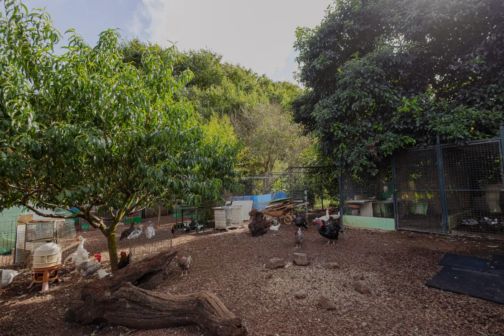 Jardí de Casa o xalet en venda en Guamasa - El Ortigal - Los Rodeos