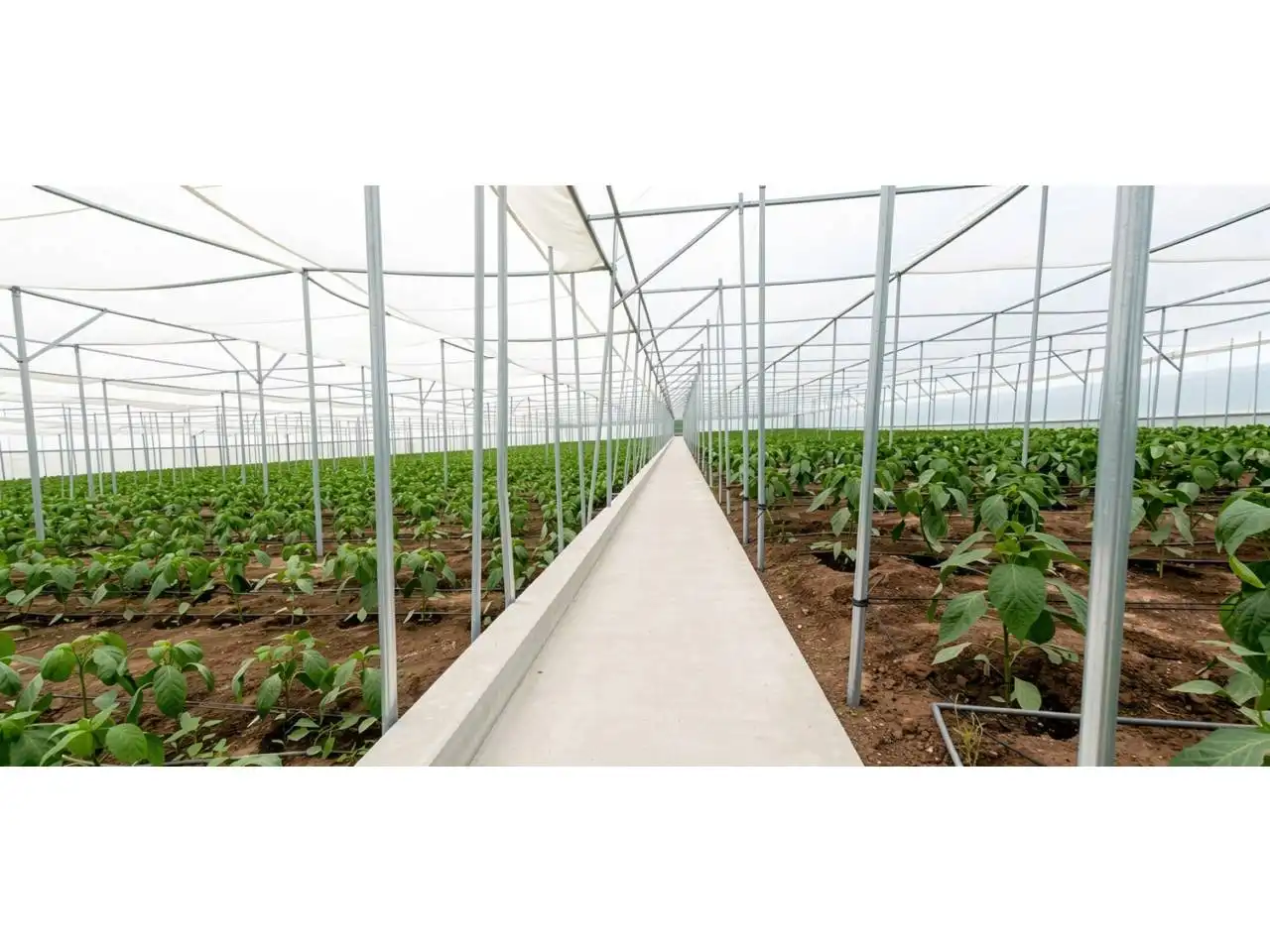 Jardín de Finca rústica en venta en Aguadulce