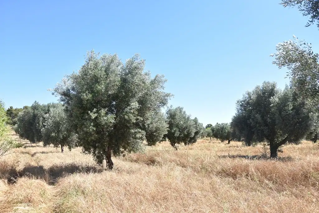 Terreno en venta en Arens de Lledó