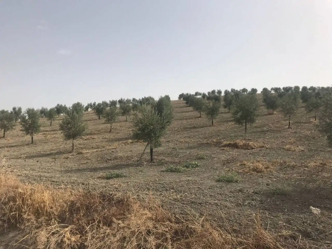 Rural land for sale in Castro del Río, imagen 4