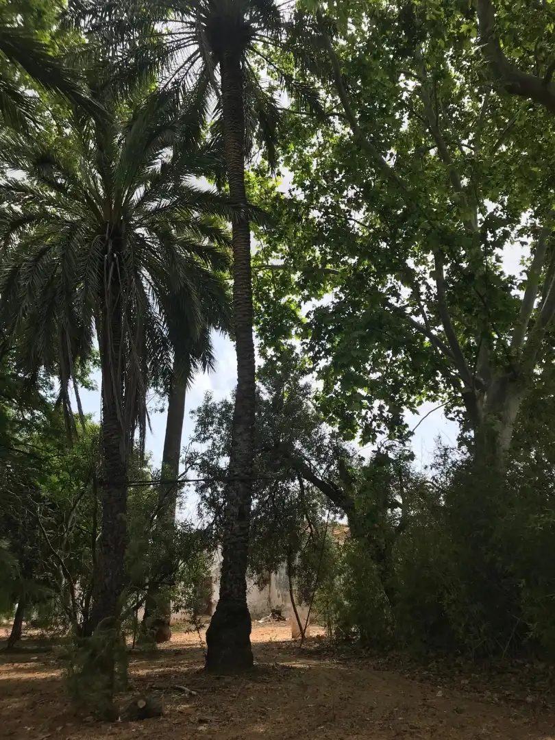 Finca rústica en venda en Benifaió amb Jardí privat, Terrassa i Traster