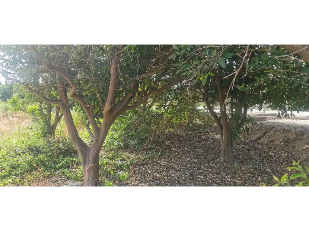 Terreno residenziale in vendita a Benferri