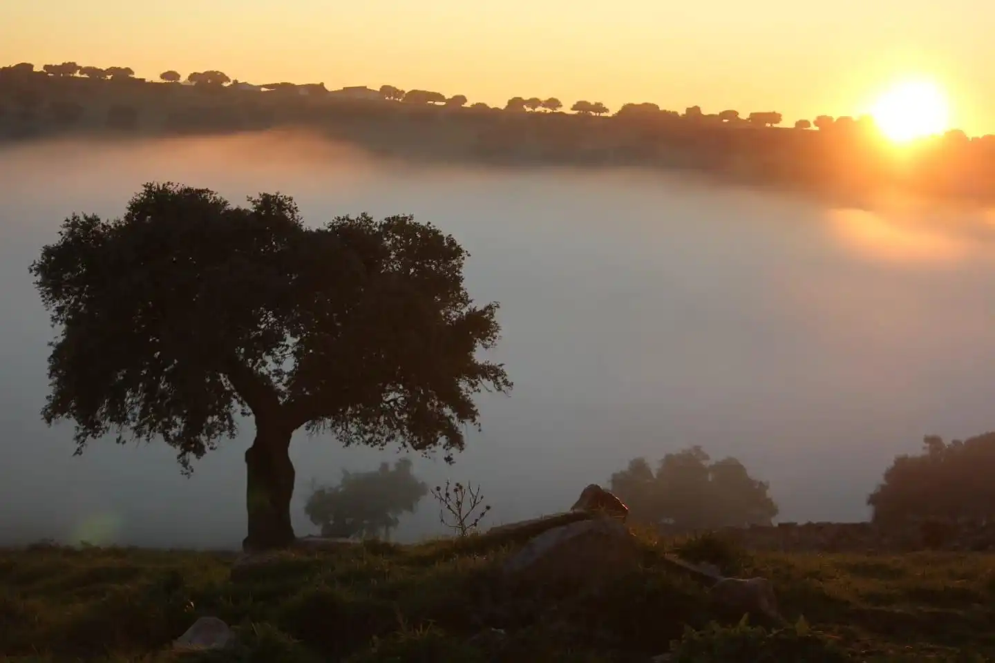Vista exterior de Finca rústica en venta en Horcajo Medianero