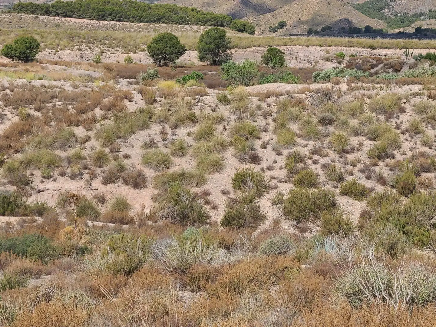 Terrains et parcelles à vendre à Pedanías Centro, imagen 34