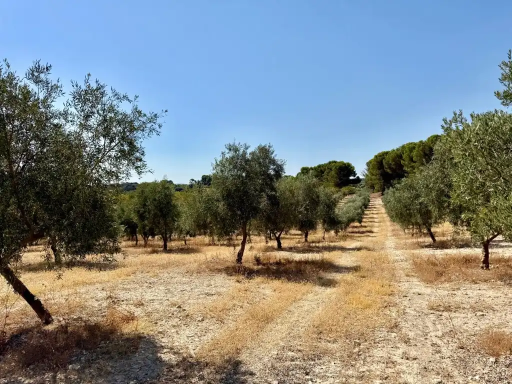 Maison à vendre à Poligono 14 Paraje 320 Rosado, imagen 7