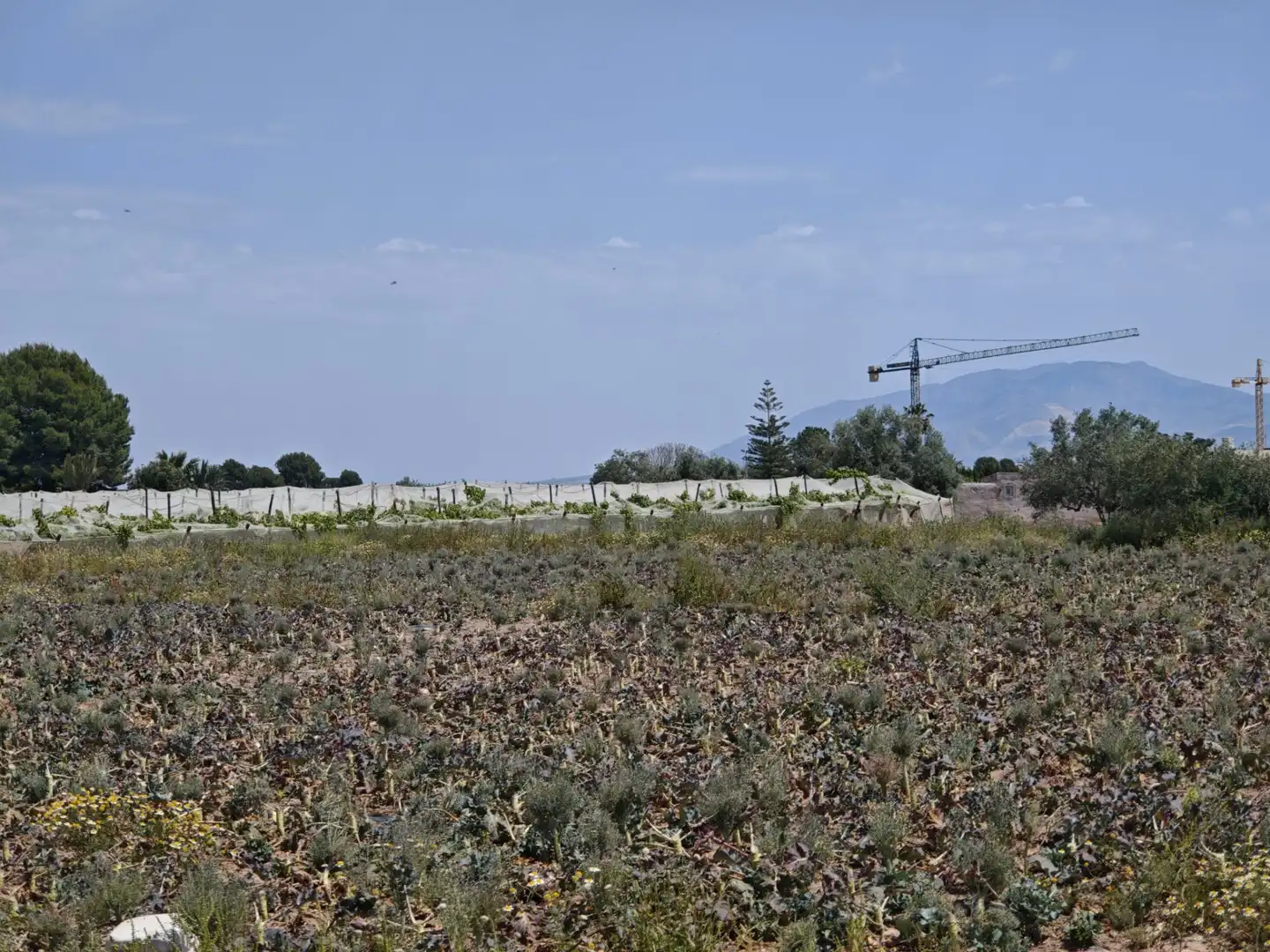 Terrenys i solars en venda a Totana, imagen 3