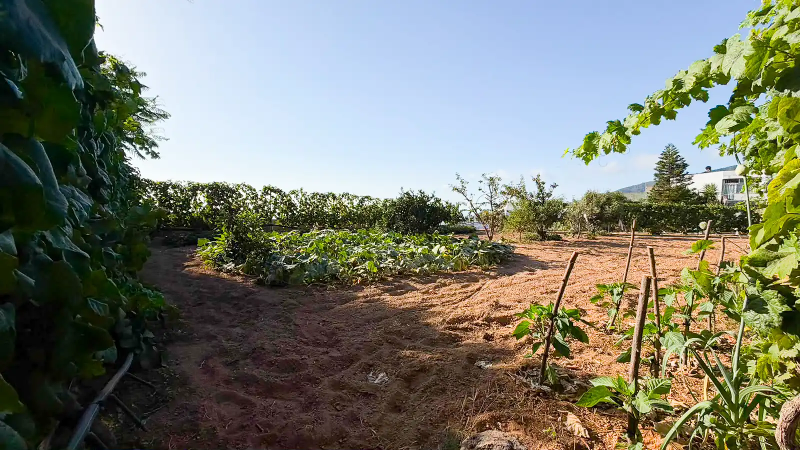 Rural land for sale in Arafo, imagen 12