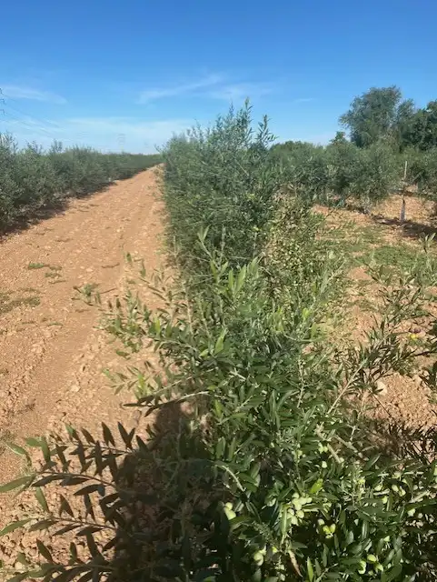 Terreno rustico in vendita a Calle García Pavón, imagen 7