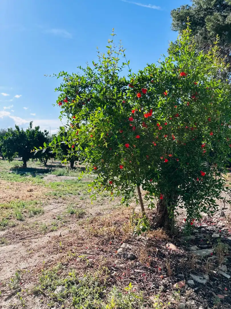 Haus oder Chalet zum Verkauf in Murcia mit Möbliert