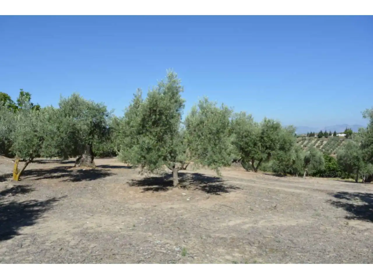 Lands and plots for sale in Plaza Iglesia 1, imagen 2