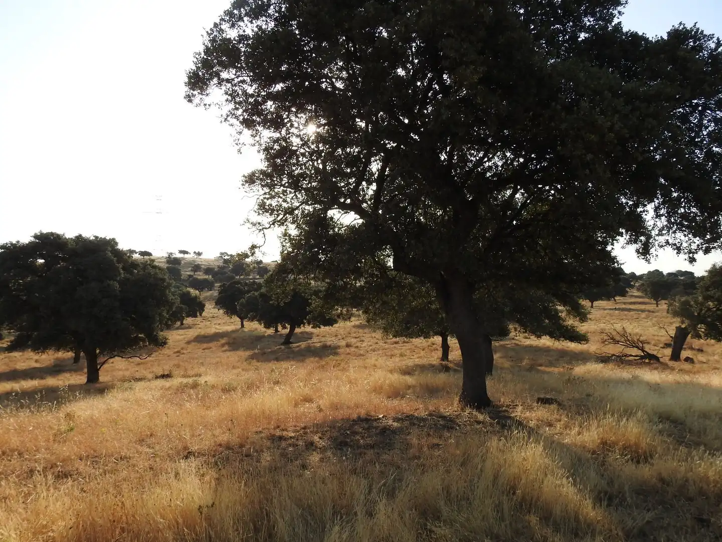 Land for sale in Villar del Pedroso