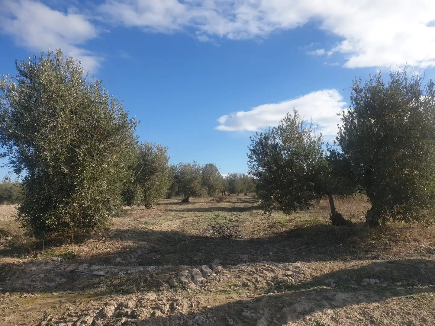 Rustikales Grundstück zum Verkauf in Avenida de Granada 1T