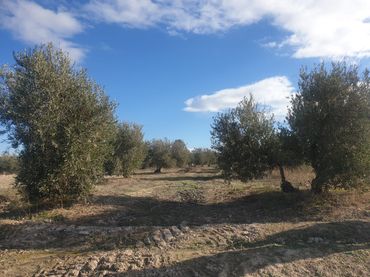 Terreny rústic en venda a Avenida de Granada 1T