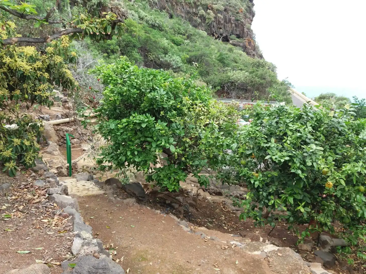 Terreno en venta en Prolongacion Primera a Carracote, 158, Buenavista del Norte