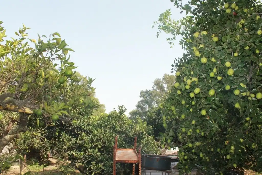 Jardí de Casa o xalet en venda en San Martín del Tesorillo amb Calefacció, Jardí privat i Terrassa