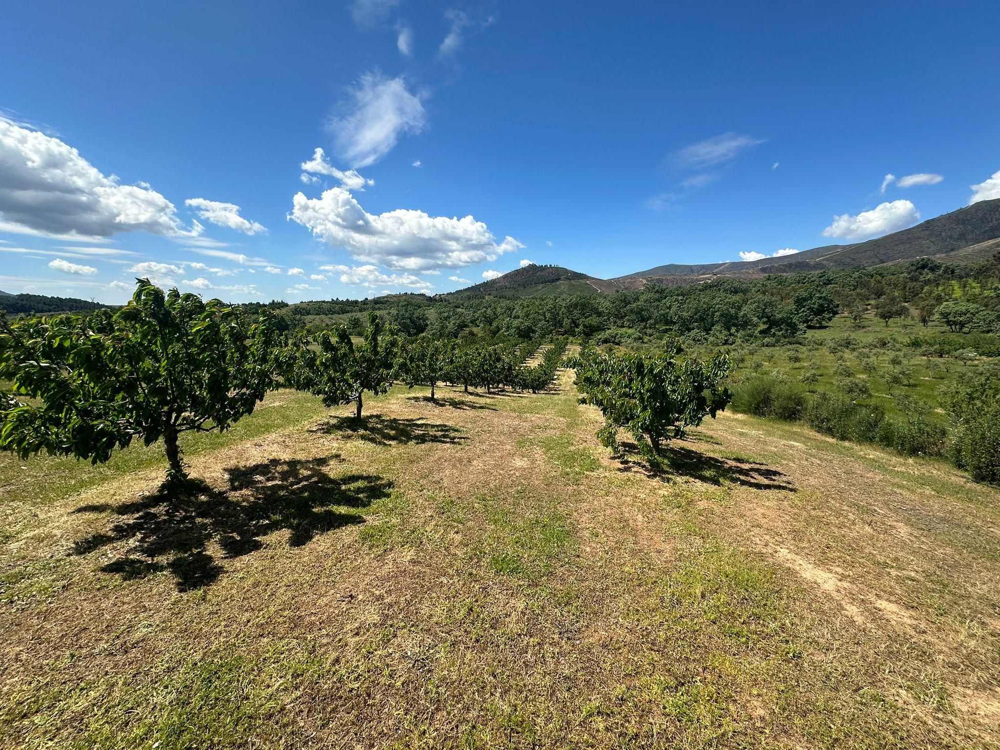 Finca rústica en venda en Torrecilla de los Ángeles