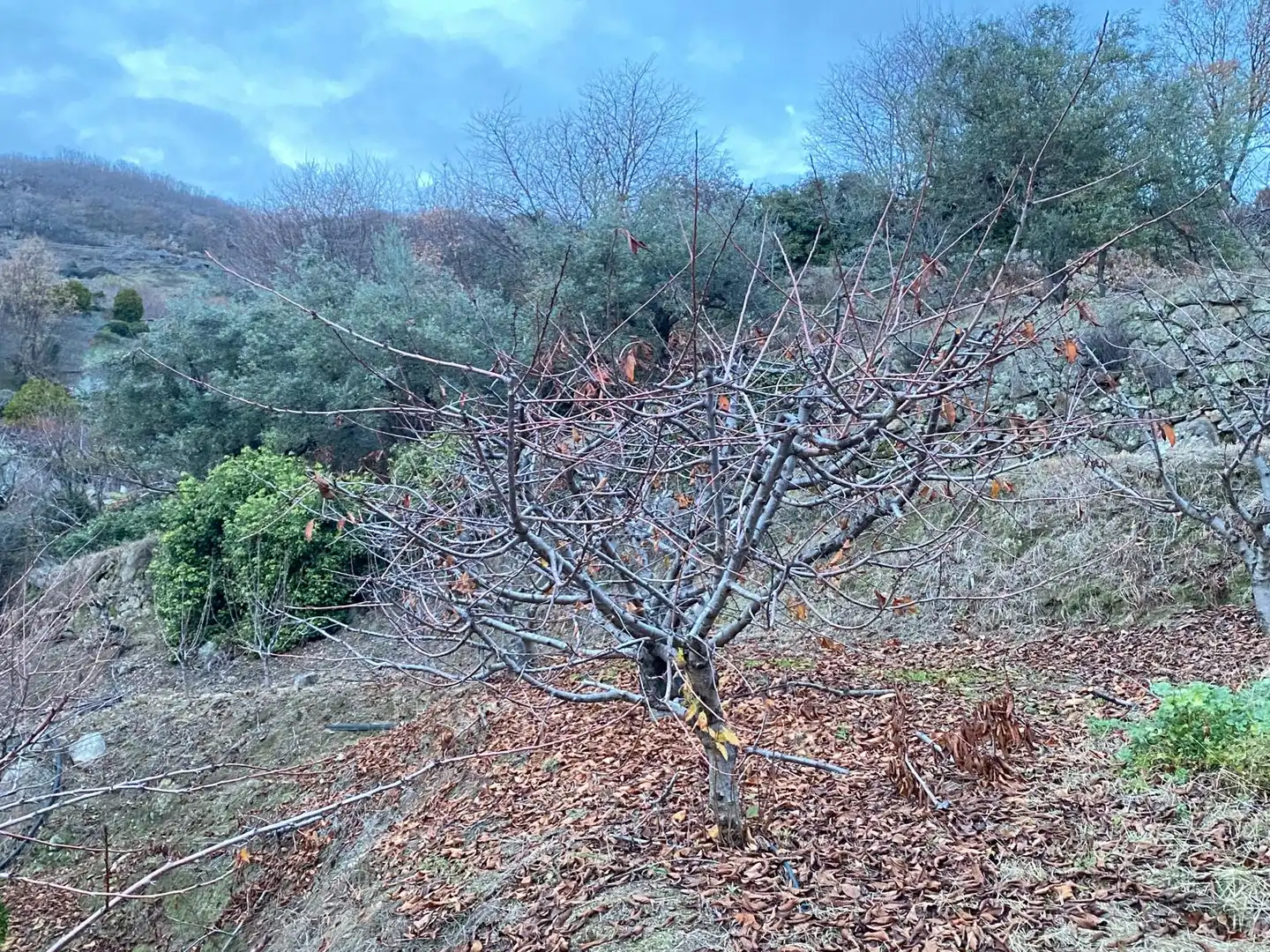 Terreni e lotti in vendita a El Torno, imagen 4