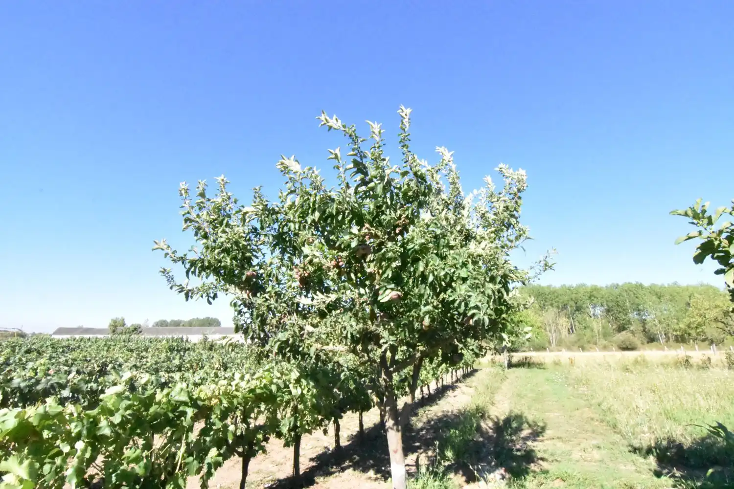 Jardín de Finca rústica en venta en Ciudad Rodrigo