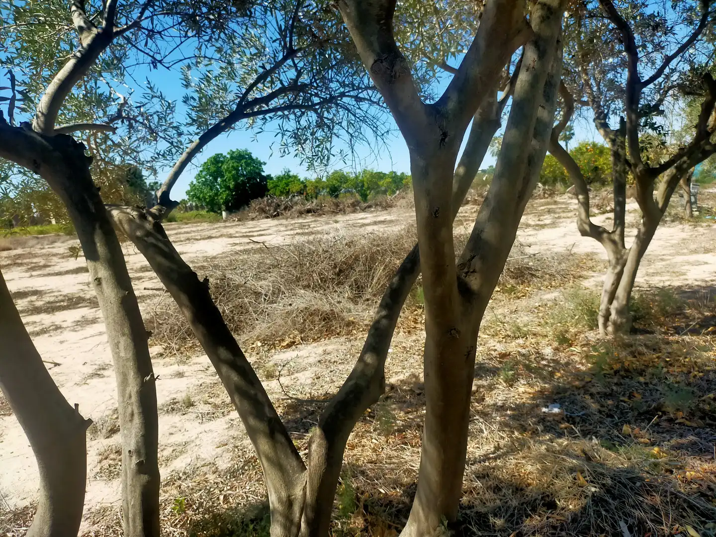 Terrain rustique à vendre à La Foia - Daimés - Asprella