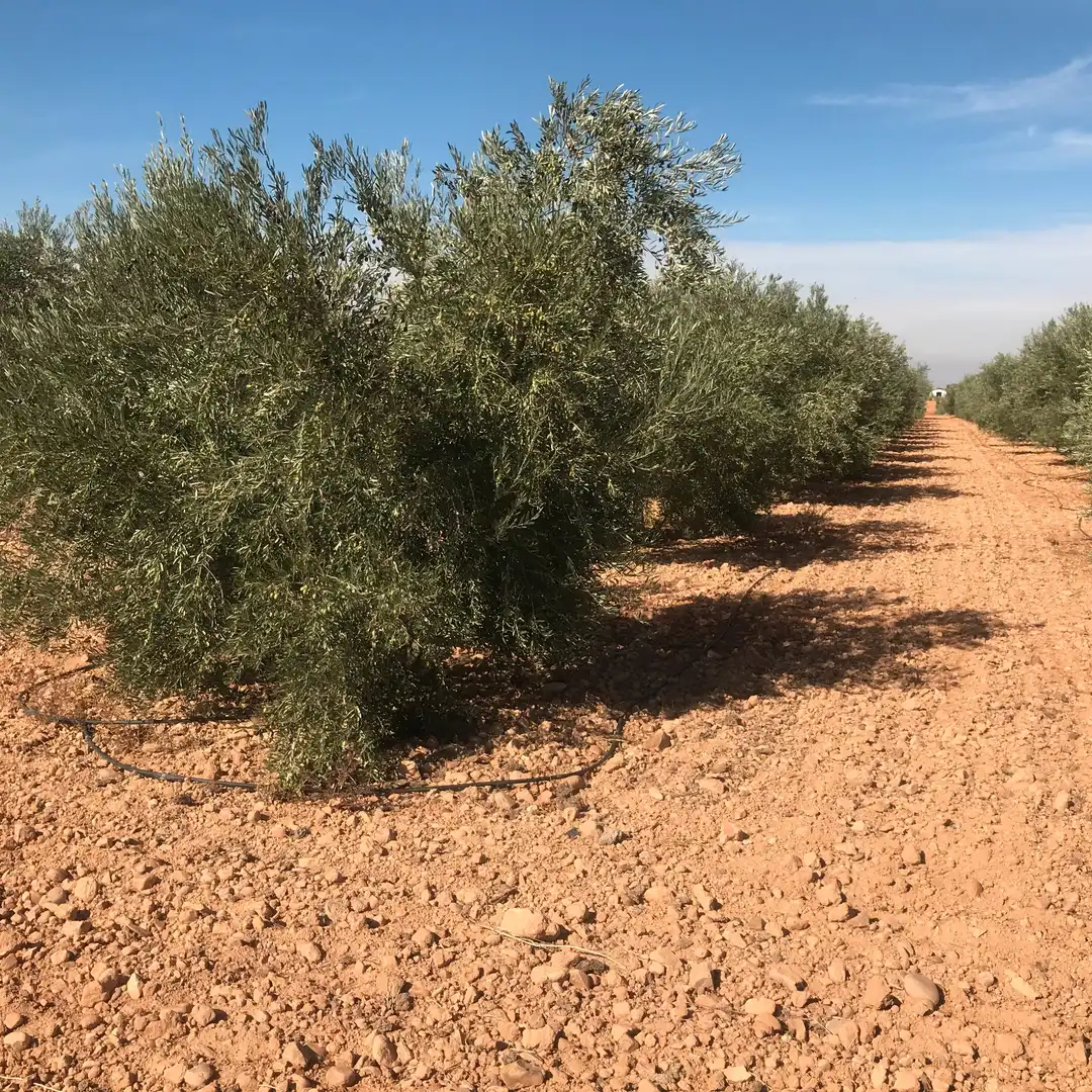 Rustikales Grundstück zum Verkauf in Tomelloso, imagen 26