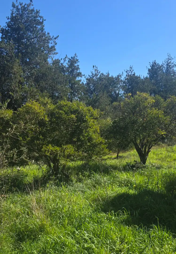 Land for sale in Manacor
